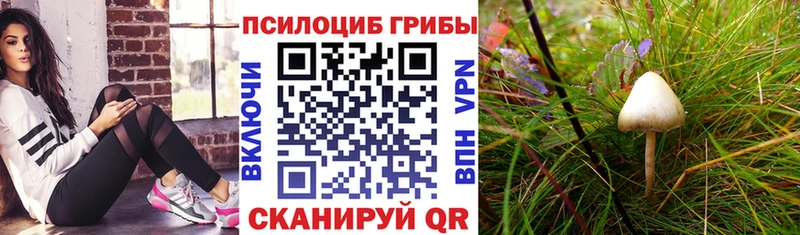 Купить  Порхов  Галлюциногенные грибы прущие грибы 